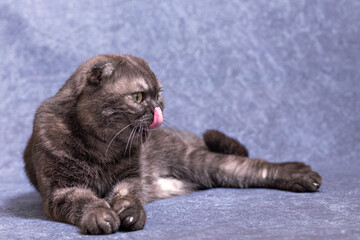 A dark gray cat of the Scottish fold breed is lying around and licking his pink tongue. Dark cat on a lilac background