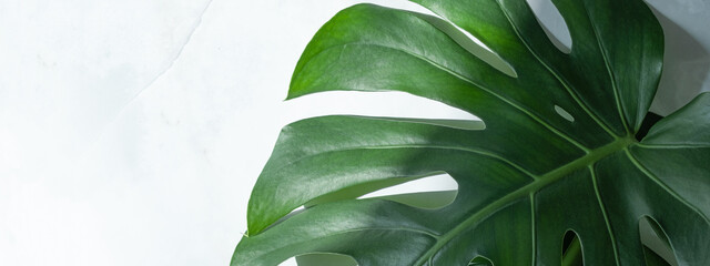 Monstera flower background. Banner. The concept of minimalism. Monstera deliciosa or Swiss cheese plant tropical leaves background