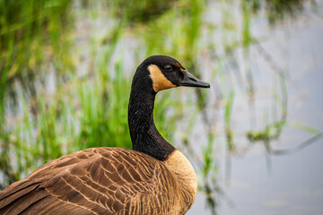 Canada goose on the lake