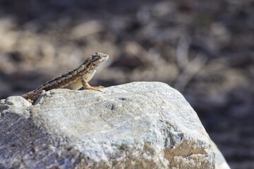 Naklejka na ściany i meble Small lizard on the rock