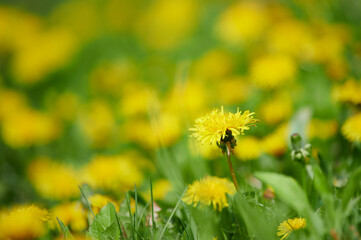 Field of wild dandelions. Yellow flowers. Green spring glade