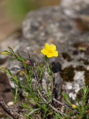 Macrophotographie de fleur sauvage - Fumana fausse bruyère - Fumana ericoides