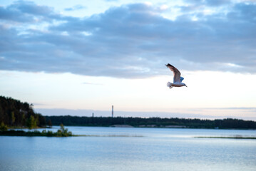 a seagull flying over the water in the evening
