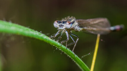 dragonfly 103