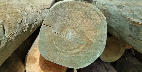 Stacked pine logs treated for mold, fungus and rot. Poles for equipment. Low quality lumber....