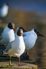 Ivory black-headed gulls sit on the river shore, ringed bird, selectiv focus