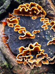 Mushroom Stereum stubby on a tree trunk