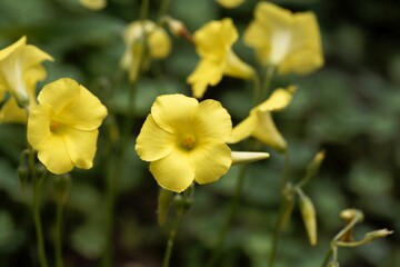 Obraz premium African wood sorrel, Oxalis pes caprae