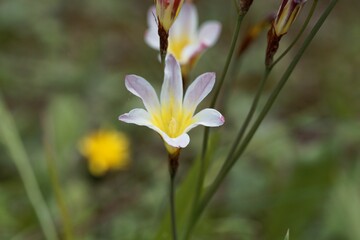 Obraz premium Blossom of a wandflower, Sparaxis tricolor