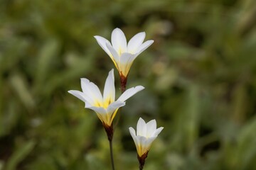 Blossom of a wandflower, Sparaxis tricolor