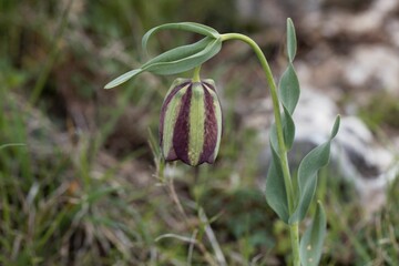 Flower of the Fritillaria species Fritillaria graeca thesala