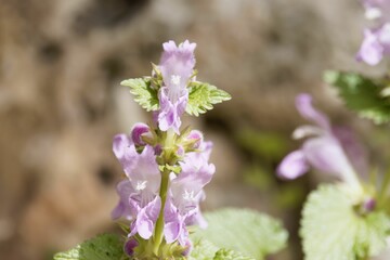 Flowers of the dead nettle species Lamium garganicum