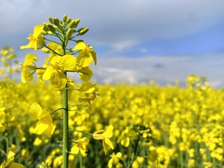 Blue sky and yellow field of flowers. Ukrainian flag colors