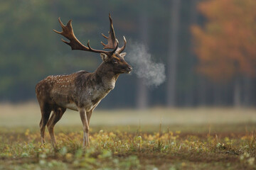 Selective focus shot of European fallow deer