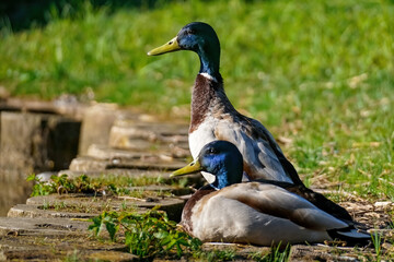 Two funny ducks sit on the riverbank on a sunny day.