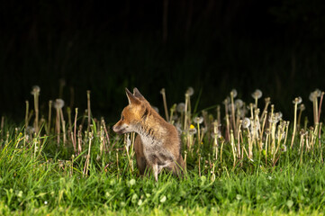 A young fox cub (Vulpes vulpes) photographed at night in grass