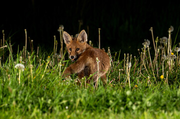 A young fox cub (Vulpes vulpes) photographed at night in grass