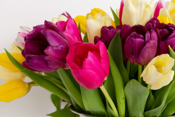 Bright colorful natural background with fresh tulips, spring flowers, yellow, pink colors shooted above white background