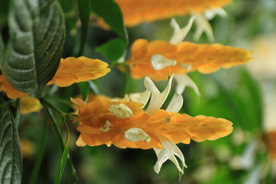 Vertical shot of Pachystachys Lutea tropical flowers growing in the Oxford Botanic Garden