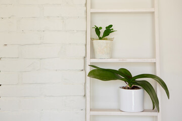indoor plants in white flower pots in modern interior against white brick wall. home floriculture