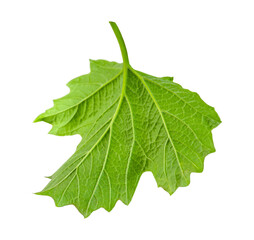 One green viburnum leaf isolated on white background.