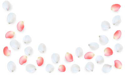 Realistic vector elements set of rose petals. Pink and white petals of rose flower