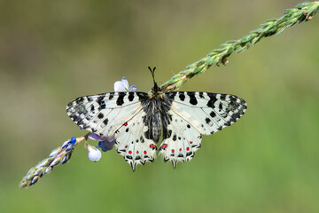 Orman Fistosu » Zerynthia cerisyi » Eastern Festoon