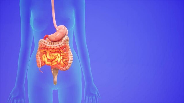 Anatomical 3D animation of digestive system. Showing the transparent body, highlighting the intestine and stomach.