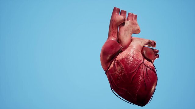 Anatomical 3D animation of the heart. Heart's muscle and vessels structure.