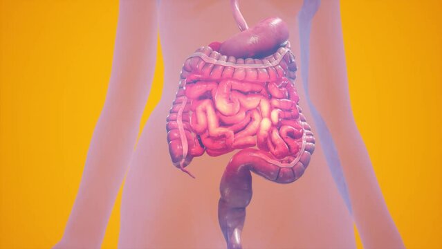 Anatomical 3D animation of digestive system. Showing the transparent body, highlighting the intestine and stomach.
