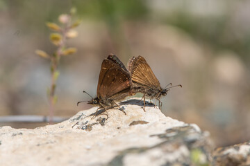 Hesperiidae / Paslı Zıpzıp / Dingy Skipper / Erynnis tages