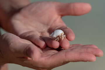 Hermit crab on a hand isolated against a blurry blue background. Hermit crab with a white small shell. Animal on the beach in Egypt.