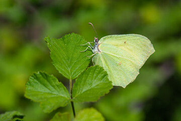 Orakkanat » Gonepteryx rhamni » Brimstone