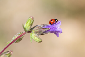 ladybird on a flower