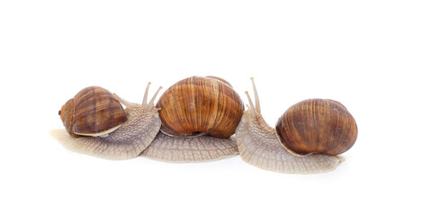 Thee beautiful snails.