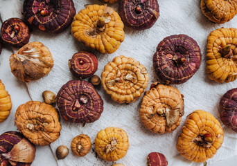 Many, different varieties, red and yellow bulbs, gladiolus flower seedlings lies on a white background. Photography of plants, gardening.
