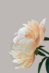 Blooming fluffy orange white peony flower close up on elegant minimal pastel beige background....