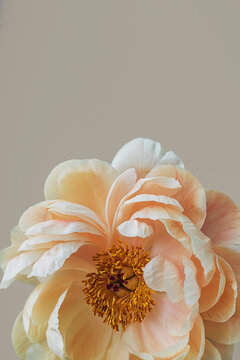 Blooming fluffy orange white peony flower close up on elegant minimal pastel beige background. Creative floral composition. Stunning botany wallpaper or vivid greeting card.