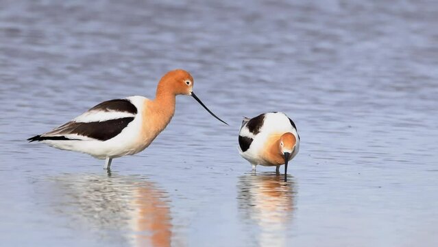 American avocet hanging on a lake in Alberta, Canada during the spring