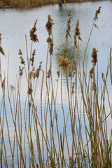 reeds and water