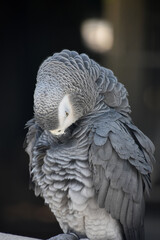 Ruffled Feathers on an African Grey Parrot