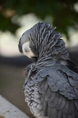 Grey Parrot With His Feathers Raised and Fluffed