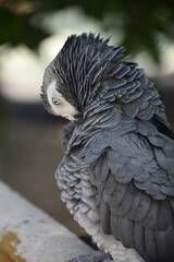 African Grey Parrot with Fluffed Feathers on Neck