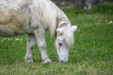 White and brown Boulonnais horse grazing in the field