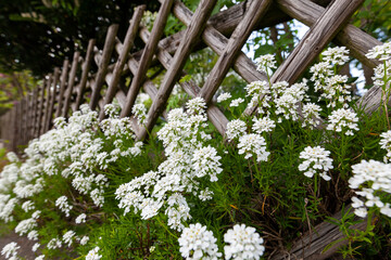 Weiße Frühlingsblumen vor Jägerzaun