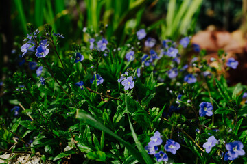 Blue Veronica bush in the garden.