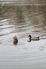 bathing ducklings