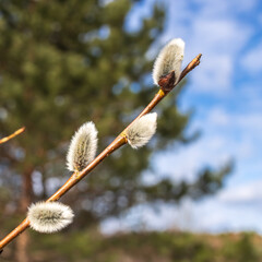 willow branches with fluffy yellow buds in early spring