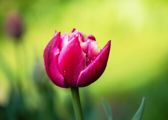 Soft focus of dark pink and white double tulip with water dew drops in spring garden with blurred background. Gardening concept. Copy space