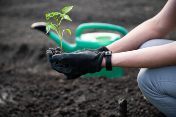 woman planting tomato seedling in a garden